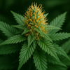 Feminisierte Cannabis-Samen – Was bedeutet das und warum ist es wichtig?