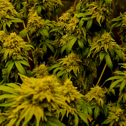 Legendary Kush #1