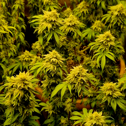 Legendary Kush #1