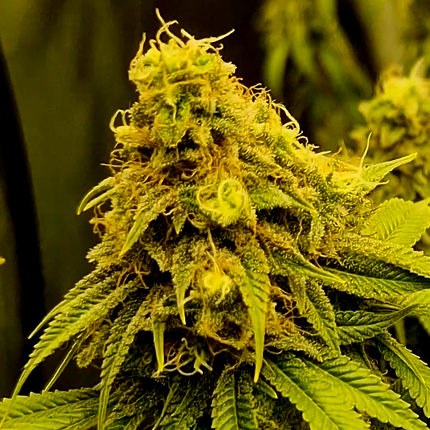 Legendary Kush #1