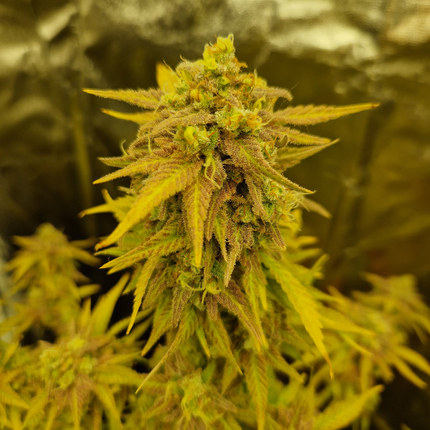 Sweet Orange Skunk