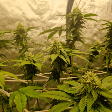 White Sugar Haze